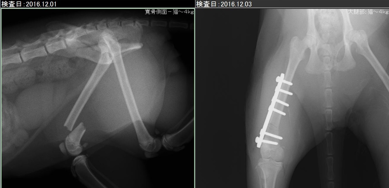 猫の大腿骨骨折